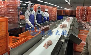 白條雞分揀機、整鴨分選機高效取代人工分揀，比人工快5倍