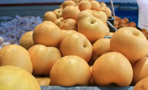 探索秋月梨重量分選機如何按重量精準(zhǔn)分級與一體化自動化運作