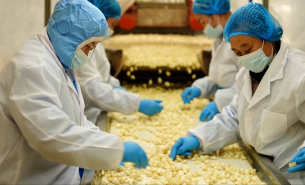 探索大蒜自動配重機精準(zhǔn)配重及自動輸送包裝工位的優(yōu)勢