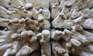 了解杏鮑菇配重機如何精準(zhǔn)配重，推動杏鮑菇產(chǎn)業(yè)高效發(fā)展