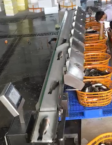 魚自動(dòng)分揀.png 魚自動(dòng)分揀.png