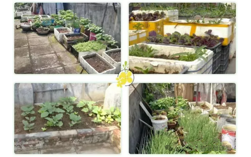 業(yè)主在樓頂平臺種植花草苗木，物業(yè)有權(quán)清理嗎？