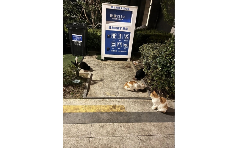 請(qǐng)不要再在小區(qū)投喂流浪貓了！